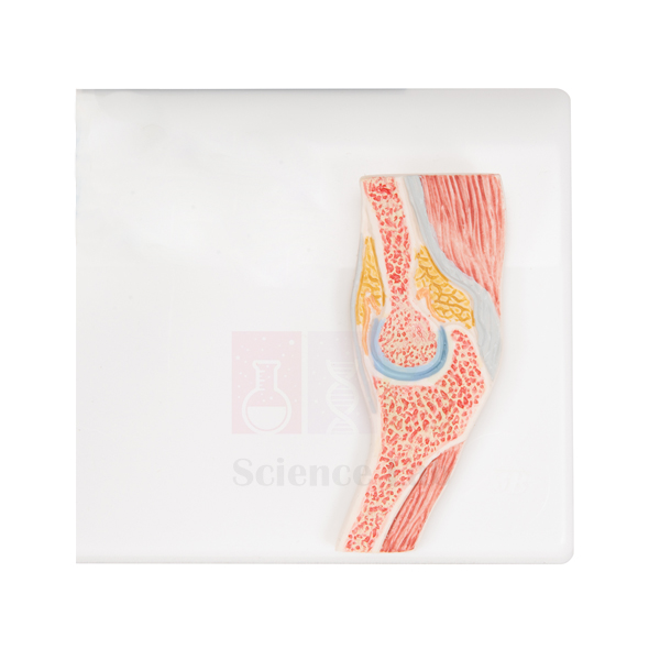 Human Elbow Cross-Section Model
